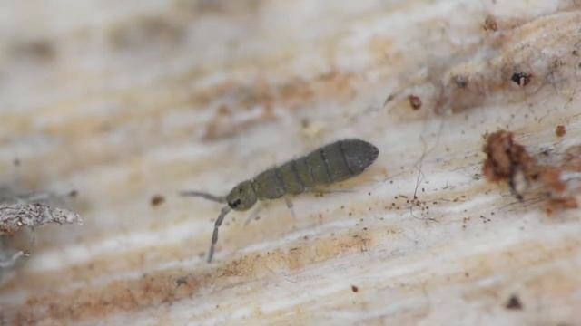 Springstaart Isotoma caerulea смотреть онлайн
