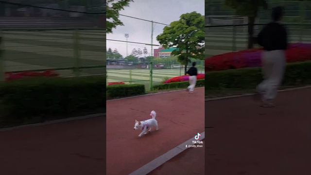 Прогулка с питомцем. Спорт рядом с домом.