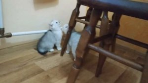 Маленький котенок