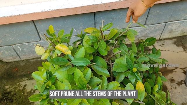 Ixora Flowering Tips | Ixora Plant care | തെച്ചി ചെടിയിൽ ഒത്തിരി പൂക്കൾ ഉണ്ടാകാൻ смотреть онлайн