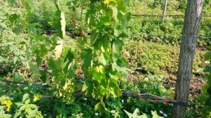 20160726 Виноград Скарлет