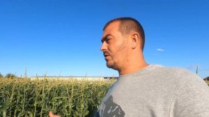Как вырастить Сладкую кукурузу, чтобы торговать ей в сентябре