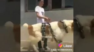 Самый большой алабай в мире