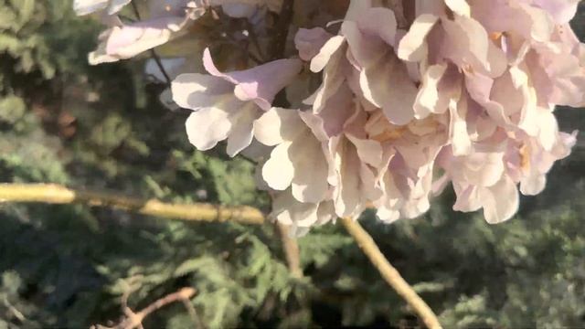 Какое то необычное дерево без листьев ? смотреть онлайн