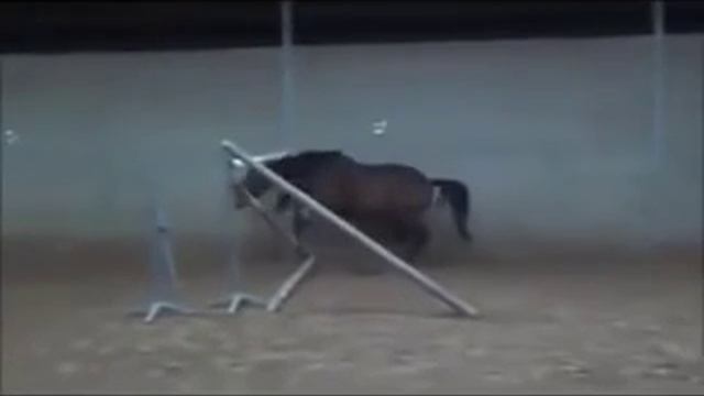 Лошадь умело учит человека. смотреть онлайн