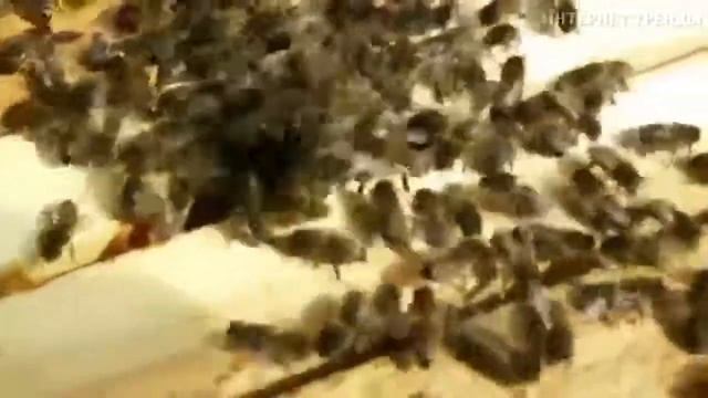 VERSYS. Скорпион против шершня... смотреть онлайн