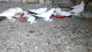 Как я пропаиваю голубей мёдом с лимоном .