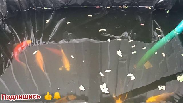 Строительство пруда в теплице. разведение Карпов кои. аквапоника и гидропоника. отвечаю на вопросы