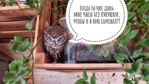 Сыч Лучик играет в нинзю, оттачивая своё мастерство исчезновения