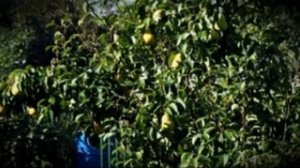 Груша сорта бергамот особенности посадки и выращивания