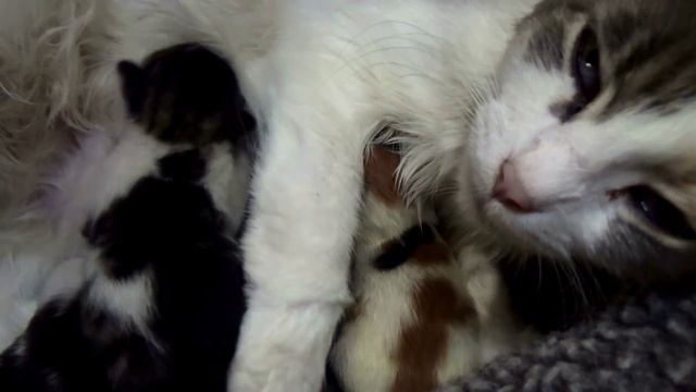 Как вырасти котятам и кошачьи нежности. # 7