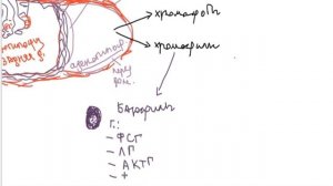 Гистологическое строение гипофиза (г-э).