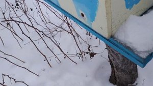 Улей для пчел - Избушка на курьей ножке. Забавно!