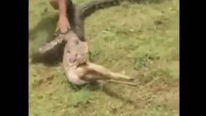 Змея ест оленя