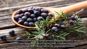 Какими лечебными свойствами обладают маленькие плоды можжевельника
