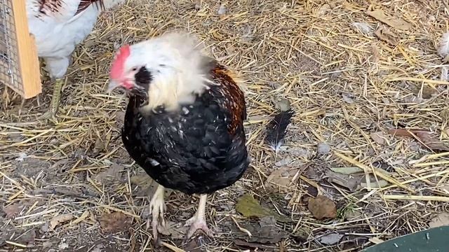 ГОЛУБЫЕ ЯЙЦА. Обзор породы Араукана и Амераукана.