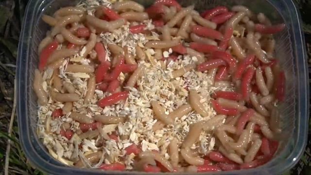 Опарыши для борща смотреть онлайн