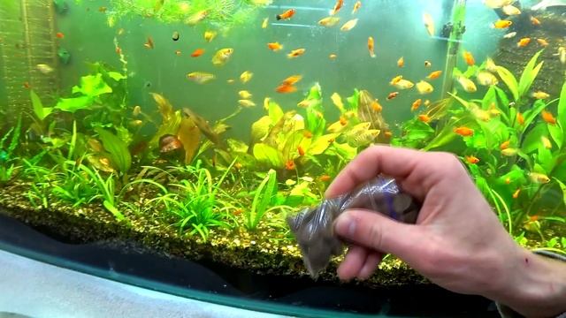 Самый страшный аквариум на земле смотреть онлайн