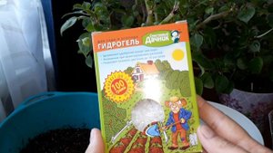ПОЧЕМУ НЕ ЦВЕТЕТ БАЛЬЗАМИН УОЛЛЕРА . ОДНА ИЗ ВОЗМОЖНЫХ ПРИЧИН.