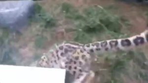 Снежный барс играет.