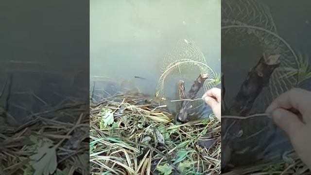 Рыбалка на прудсайке в апшеронске