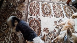 Мои девочки проснулись.р