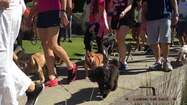 Fun Dog Walk RSPCA Million Paws Rescue Pet Dog Shelter Rehome - DIY Dog Food by Cooking For Dogs