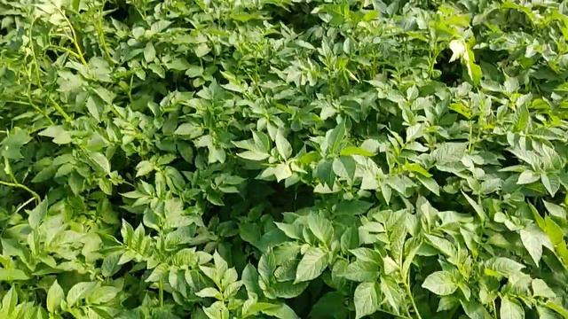 Мінерва. Молода картопля, вже копаємо. 05.04.2022 смотреть онлайн