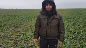 Опыты на озимом рапсе за которыми надо наблюдать.