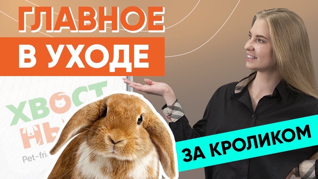 Главное в уходе за кроликом.