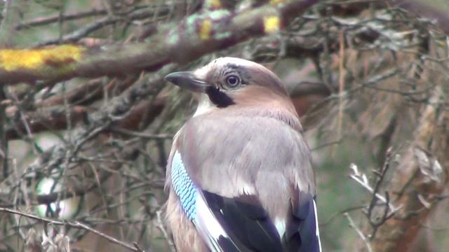 Сойка смотреть онлайн