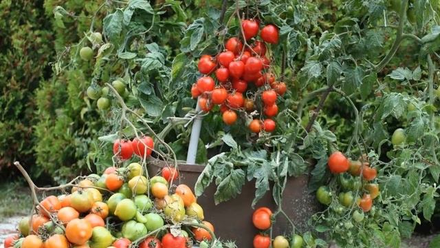 Ранний УРОЖАЙ ТОМАТОВ выращивание