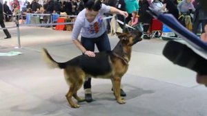 Описание отличного экстерьера немецкой овчарки на выставке собак.