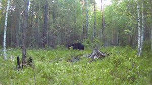 МЕДВЕДЬ С БЕЛОЙ ХОЛКОЙ