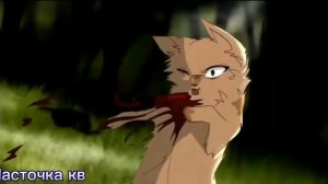 клип °•Кленовница•° коты воители