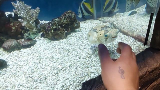 Калининградский зоопарк.Тропический дом.Тигровый питон,карпы,макаки,летучие собаки,скаты и т.д. смотреть онлайн