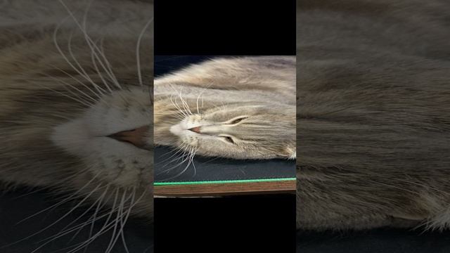 Пуша смотрит / Pusha is watching