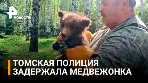 Медвежонка задержала полиция в Томске / РЕН Новости