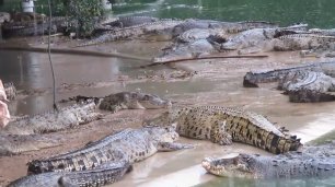Паттайя Таиланд  Парк Миллионолетних камней и крокодиловая ферма в Паттайе