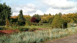 идеи для озеленения