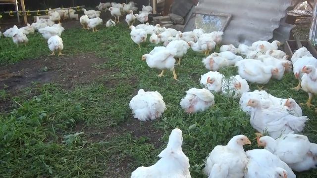 ЛЕТНЕЕ СОДЕРЖАНИЕ БРОЙЛЕРОВ / СТОИТ ЛИ ВЫРАЩИВАТЬ ПТИЦУ ЛЕТОМ