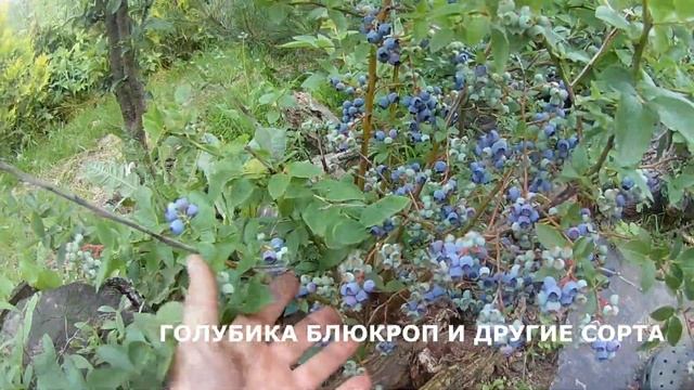 УРОЖАЙ ПЕРСИКА В ТЕПЛИЦЕ // БЕЛАРУСЬ смотреть онлайн