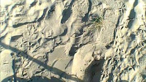 Пляжный поиск с Garret ACE 300i металлоискатель Гаррет Аська. Много находок.