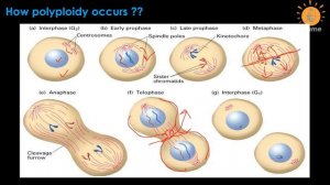 Heteroploidy | Euploidy | Aneuploidy | Polyploidy | Monosomy | Trisomy | Dr Ghanshyam Jangid