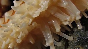 Видео "Интересные факты о морских звездах"