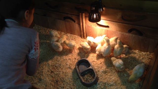 Трогательный зоопарк 3 смотреть онлайн