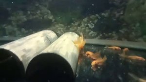 Мои Ancistrus super red longfin (Анциструс супер ред вуаль)