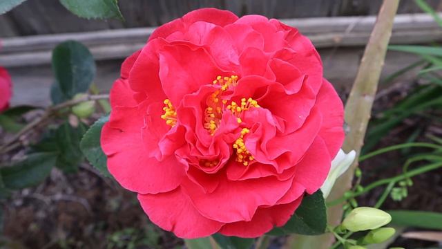 Kramer's Supreme Camellia Flowers