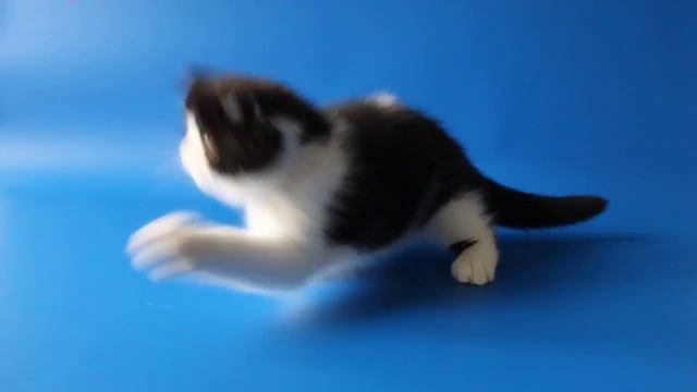 экзотический котенок Зевс смотреть онлайн