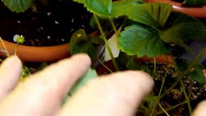 Выращивание ремонтантная клубника земляника strawberry на окне 02.03.18. Ещё урожай.